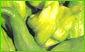 Caigua